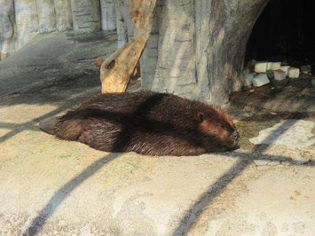 浜松市動物園公式サイト わくわく はまｚｏｏ Npo法人浜松市動物園協会