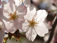 Cherry blossoms