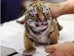 浜松市動物園公式サイト わくわく はまｚｏｏ Npo法人浜松市動物園協会