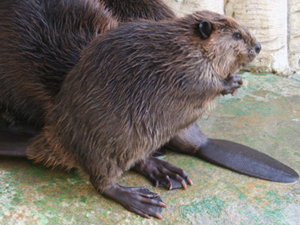 浜松市動物園公式サイト わくわく はまｚｏｏ Npo法人浜松市動物園協会