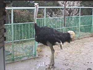 浜松市動物園公式サイト わくわく はまｚｏｏ Npo法人浜松市動物園協会