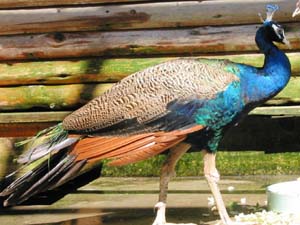 浜松市動物園公式サイト わくわく はまｚｏｏ Npo法人浜松市動物園協会