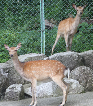 ホンシュウジカ