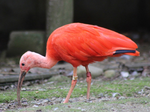 ショウジョウトキ