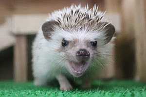 ヨツユビハリネズミ