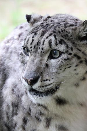 ユキヒョウ