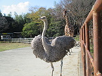 ダチョウとキリン