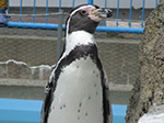 ペンギン